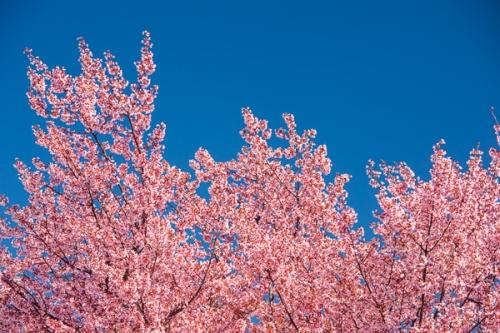 Bloom;Blossom;Blossoms;Blue;Blues;Branches;Calm;Cherry Tree;Cool Colors;Cool Palette;Cool Tones;Floweret;Flowering;Flowers;Flowers & Plants;Healing;Health care;Healthcare;Nature;Pastoral;Pink;Seasons;Spring;Springtime;Tree;bloom;blue;branch;color;flora;floral;flower;landscape;leaves;limb;magenta;oneness;peaceful;plants;restful;serene;sky;soothing;tranquil;tree limbs;trees;zen