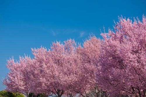 Bloom;Blossom;Blossoms;Blue;Blues;Branches;Calm;Cherry Tree;Cool Colors;Cool Palette;Cool Tones;Floweret;Flowering;Flowers;Flowers & Plants;Healing;Health care;Healthcare;Nature;Pastoral;Pink;Seasons;Spring;Springtime;Tree;bloom;blue;branch;color;flora;floral;flower;landscape;leaves;limb;magenta;oneness;peaceful;plants;restful;serene;sky;soothing;tranquil;tree limbs;trees;zen