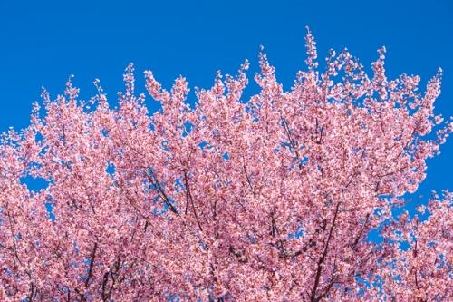 Bloom;Blossom;Blossoms;Blue;Blues;Branches;Calm;Cherry Tree;Cool Colors;Cool Palette;Cool Tones;Floweret;Flowering;Flowers;Flowers & Plants;Healing;Health care;Healthcare;Horizontal;Nature;Pastoral;Pink;Seasons;Spring;Springtime;Tree;bloom;blue;branch;color;flora;floral;flower;landscape;leaves;limb;magenta;oneness;peaceful;plants;restful;serene;sky;soothing;tranquil;tree limbs;trees;zen