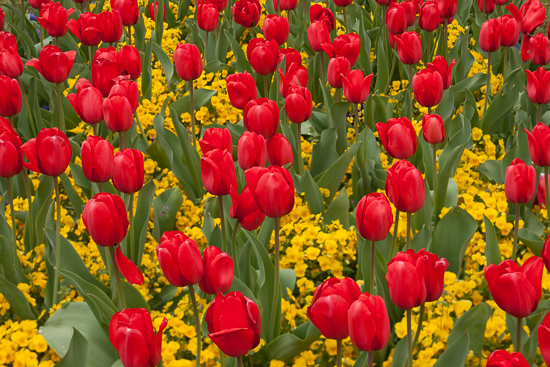 Abstract;Abstraction;Abstractions;Abstracts;Bloom;Blossom;Blossoms;Botanical;Calm;Centennial Park;Close-up;Couchville Cedar Glade State Natural Area;Flora;Floral;Floweret;Flowering;Flowers;Flowers & Plants;Healing;Health care;Healthcare;Line;Minimalism;Nature;Pastoral;Patterns;Petal;Petals;Plant;Shape;Stock categories;Tennessee;United States;Warm Colors;Warm Palette;Warm Tones;Yellow;bloom;botanicals;color;flora;floral;flower;garden;green;landscape;leaves;oneness;pattern;peaceful;plants;red;restful;serene;soothing;tranquil;tulips;yellow;zen