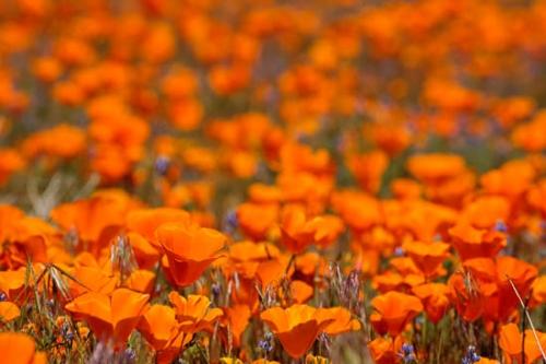 Antelope Valley;Bloom;Blooming;Blossom;Blossoms;California;California Poppies;California Poppy;Flower;Floweret;Flowering;Flowers;Flowers & Plants;Healing;Health care;Healthcare;Macro;Nature;Oneness;Orange;Pastoral;Peaceful;Petal;Petals;Stock categories;bloom;calm;flora;floral;restful;serene;soothing;tranquil;zen