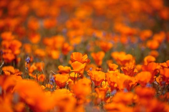 Antelope Valley;Bloom;Blooming;Blossom;Blossoms;California;California Poppies;California Poppy;Calm;Floweret;Flowering;Flowers;Healing;Health care;Healthcare;Petal;Petals;Stock categories;bloom;flora;floral;flower;orange;peaceful;plants;restful;serene;soothing;tranquil