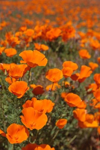 Antelope Valley;Bloom;Blooming;Blossom;Blossoms;California;California Poppies;California Poppy;Flower;Floweret;Flowering;Flowers;Flowers & Plants;Healing;Health care;Healthcare;Macro;Nature;Oneness;Orange;Pastoral;Peaceful;Petal;Petals;Stock categories;bloom;calm;flora;floral;restful;serene;soothing;tranquil;zen