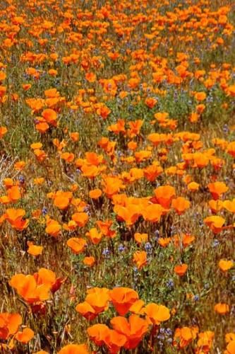 Antelope Valley;Bloom;Blooming;Blossom;California;California Poppies;California Poppy;Flowers;Flowers & Plants;Healing;Health care;Healthcare;Macro;Nature;Oneness;Orange;Pastoral;Peaceful;Petal;Stock categories;calm;floral;restful;serene;soothing;tranquil;zen