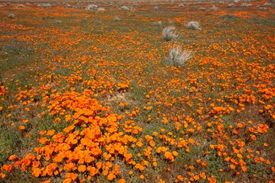 Antelope Valley;Bloom;Blooming;Blossom;Blossoms;California;California Poppies;California Poppy;Calm;Floweret;Flowering;Flowers;Healing;Health care;Healthcare;Petal;Petals;Stock categories;bloom;flora;floral;flower;orange;peaceful;plants;restful;serene;soothing;tranquil