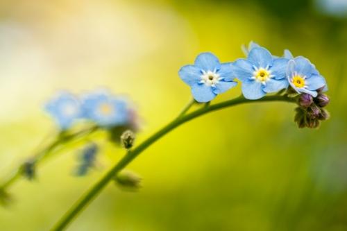 Big Sur;Bloom;Blossom;Blossoms;Blue;Brown;California;Calm;Close-up;Floweret;Flowering;Flowers;Forget-me-not;Gold;Healing;Health care;Healthcare;Macro;Nature;Pastoral;Petal;Petals;Stock categories;Yellow;bloom;flora;floral;flower;forget;green;magenta;oneness;peaceful;plants;purple;restful;serene;soothing;tranquil;wildflower;zen