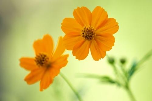 Details;close-up;Horizontal;Peaceful;zen;Petals;Flowering;Cosmos;Stamen;Blossoms;Gold;Floret;Bloom;Flower;Orange;Petal;Green;Floweret;Pistil;Blossom;Flowers