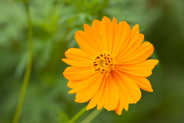 Bloom;Blossom;Blossoms;Calm;Close-up;Cosmos;Cosmos Flowers;Flora;Floral;Flower;Floweret;Flowering;Flowers;Flowers & Plants;Healing;Health care;Healthcare;Macro;Minimalism;Nature;Pastoral;Petal;Petals;Pistil;Stamen;Stem;bloom;flora;floral;flower;green;oneness;orange;peaceful;plants;restful;serene;soothing;tranquil;zen