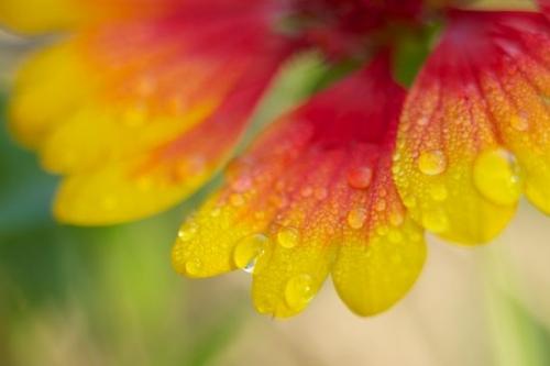 Moisture;Blossom;Damp;Dew;Wet;Close-up;Dewy;Petals;Petal;Water;Droplet;Flower;Indian Blanket;Drop;Bloom