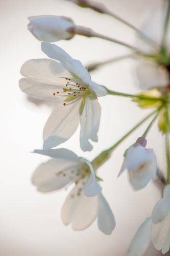 Bloom;Blossom;Blossoms;Botanical;Bud;Calm;Cherry Blossom;Close-up;Floral;Floweret;Flowering;Flowers;Flowers & Plants;Healing;Health care;Healthcare;Macro;Minimalism;Nature;Pastoral;Petal;Petals;Seasons;Spring;Springtime;White;Yellow;bloom;botanicals;flora;floral;flower;green;oneness;oriental;peaceful;plant;plants;restful;serene;soothing;tranquil;zen