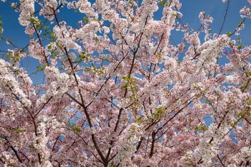 Bloom;Blossom;Blossoms;Blue;Branches;Cherry Blossom;Cherry Tree;Flower;Floweret;Flowering;Flowers;Green;Looking up;Oneness;Oriental;Peaceful;Petal;Petals;Pink;Plant;Tree;White;bloom;flora;floral;tree limbs;zen