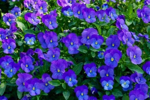 Purple;Horizontal;Green;Flowering;Petals;Blossom;Lavender;Flower;Blue;Petal