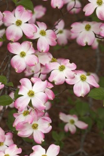 limb;tree limbs;Petal;Flowers;Pink;Dogwood;branches;Botanical;Petals;Blossom;Pink Dogwood;branch;Plants;Green;Flowering;Plant;Brown;Flower;White;Leaf