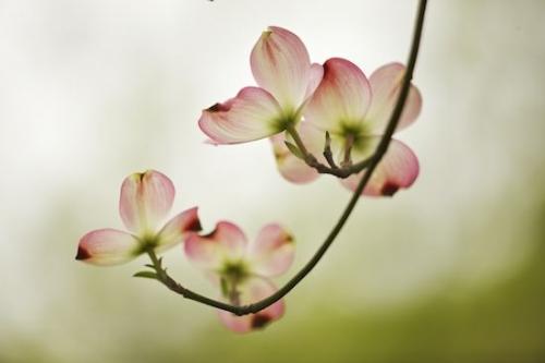 branch;Blossom;limb;Dogwood;Spring;branches;Pink Dogwood;Flowering;tree limbs;Petal;Pink;Flower;Petals;Springtime