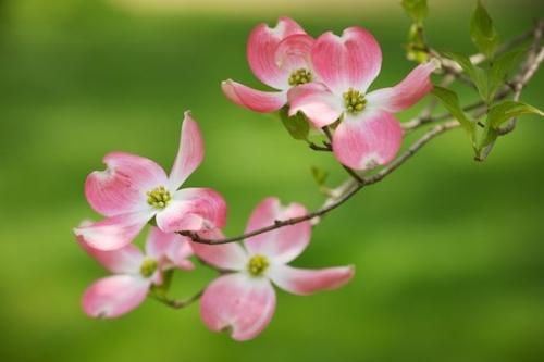 Blossom;branches;Flowering;Dogwood;Tree;Bloom;Green;Petals;Peaceful;Flowers;close-up;Flower;White;Pink;branch;Petal;Pink Dogwood