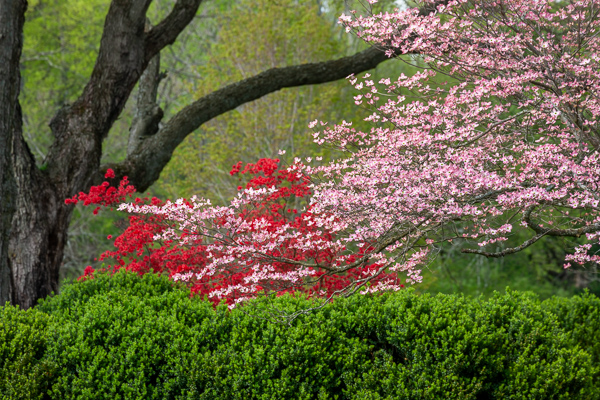 Abstract;Abstraction;Abstractions;Abstracts;Bloom;Blossom;Blossoms;Botanical;Branches;Brown;Calm;Close-up;Concepts;Cool Colors;Cool Palette;Cool Tones;Dogwood;Flora;Flower;Floweret;Flowering;Flowers;Green;Greens;Healing;Health care;Healthcare;Minimalism;Oneness;Pastoral;Patterns;Petal;Pink;Plant;Stock categories;Tree;bloom;botanicals;branch;color;flora;floral;flower;garden;gray;green;magenta;oriental;peaceful;plant;plants;red;restful;serene;soothing;tranquil;tree limbs;tree trunk;trees;vegetation;zen