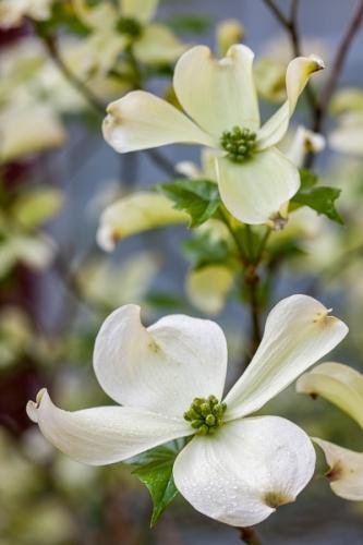 Bloom;Blossom;Blossoms;Blue;Blues;Botanical;Branches;Bud;Calm;Close-up;Cool Colors;Cool Palette;Cool Tones;Dew;Dogwood;Droplets;Drops;Floral;Floweret;Flowering;Flowers;Flowers & Plants;Healing;Health care;Healthcare;Looking up;Macro;Minimalism;Nature;Pastoral;Petal;Petals;Tree;Water;Water Drops;White;bloom;blue;botanicals;branch;color;dew drops;dewy;drop;droplet;flora;floral;flower;foliage;green;leaves;oneness;peaceful;plant;plants;restful;serene;soothing;tranquil;tree limbs;trees;wildflower;zen