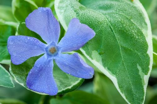 Bloom;Blossom;Blossoms;Blue;Botanical;Calm;Close-up;Dew;Droplets;Drops;Floral;Floweret;Flowering;Flowers;Flowers & Plants;Healing;Health care;Healthcare;Macro;Minimalism;Nature;Pastoral;Periwinkle;Petal;Water;Water Drops;bloom;botanicals;dew drops;dewy;drop;flora;floral;flower;green;leaves;oneness;peaceful;plant;plants;restful;serene;soothing;tranquil;wildflower;zen