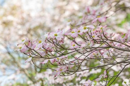 Bloom;Blossom;Blossoms;Botanical;Branches;Calm;Dogwood;Floral;Floweret;Flowering;Flowers;Flowers & Plants;Healing;Health care;Healthcare;Looking up;Nature;Pastoral;Petal;Petals;Pink;Pink Dogwood;Sunlight;Sunshine;Tree;bloom;botanicals;flora;floral;flower;foliage;green;leaves;limbs;oneness;peaceful;plant;plants;restful;serene;soothing;sunlit;tranquil;tree limbs;zen