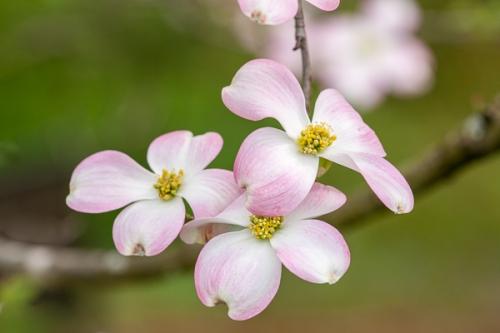 Bloom;Blossom;Blossoms;Botanical;Calm;Dogwood;Floral;Floweret;Flowering;Flowers;Flowers & Plants;Healing;Health care;Healthcare;Nature;Pastoral;Petal;Petals;Pink;Pink Dogwood;bloom;botanicals;flora;floral;flower;green;leaves;oneness;peaceful;plants;restful;serene;soothing;tranquil;zen