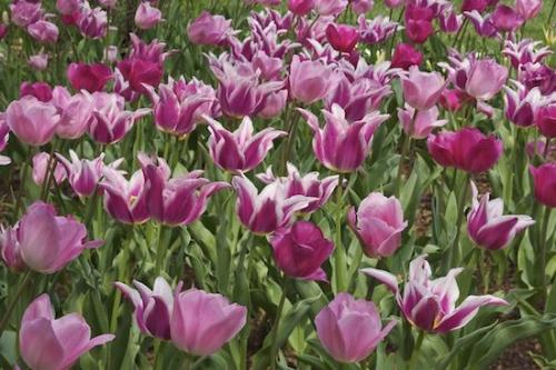 Botanical;Petals;Patterns;Green;Abstract;Purple;Bloom;Plant;Pink;Plants;Flowers;Flower;Leaves;Blossom;Flowering;Leaf;Magenta;tulips;tulip;Abstracts;Petal