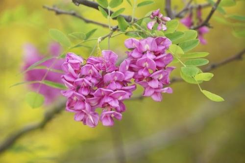 locust tree;Flowering;Flower;Purple Robe Black Locust;Leaf;Purple;Flowers;Botanicals;Blossom;Pink;Green;tree;locust;Petals