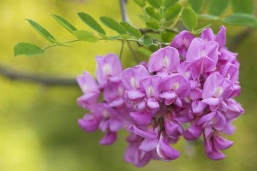 Green;Petals;Flowers;locust tree;Purple Robe Black Locust;tree;Flowering;Blossom;Flower;locust;Botanicals;Purple;Pink;Leaf