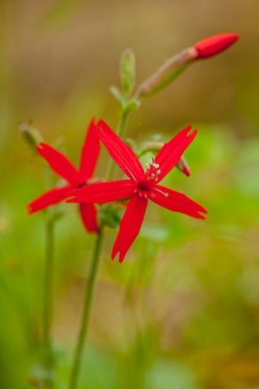 Bloom;Blossom;Blossoms;Close-up;Couchville Cedar Glade State Natural Area;Fire Pink;Floweret;Flowering;Flowers;Image type;Outdoor;Petal;Petals;Photo specs;Stem;Stillhouse Hollow Falls;Tennessee;bloom;flora;floral;flower;green;plants;red;stems;wildflowers
