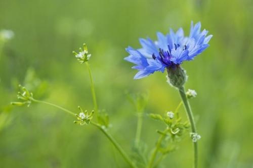 Blossom;Bachelor Button;Green;cornflower;Flowers;Horizontal;Petals;Petal;Flower;Flowering;Bloom;Blue