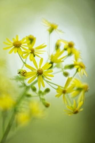 Flowering;Blossom;Petals;stems;Green;Bloom;Packera aurea;Yellow;Flower;Golden ragwort;stem;Close-up;Flowers