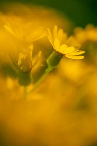 Bloom;Blossom;Blossoms;Close-up;Columbia;Duck River;Flower;Floweret;Flowering;Flowers;Golden ragwort;Image type;Packera aurea;Petals;Photo specs;Tennessee;United States;bloom;flora;floral;stem;stems