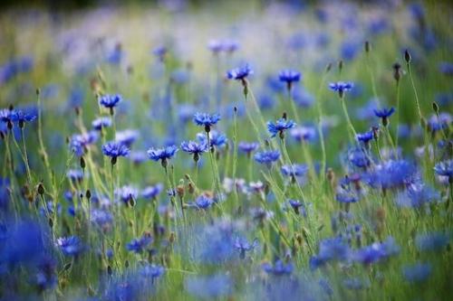 Field;Flower;cornflower;Petal;Bloom;Bachelor Button;Flowers;Blossom;Blue;Flowering;Petals;Green