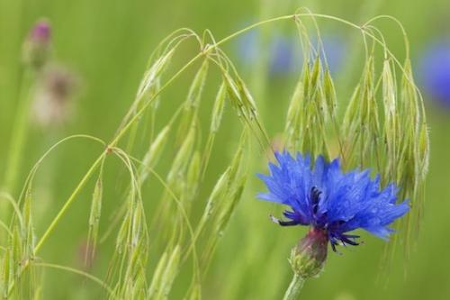 Blue;Flowering;Flowers;Blossom;dew drops;Bachelor Button;dewy;droplet;Horizontal;dew;Green;Petals;drops;cornflower;Flower;Petal;Bloom;drop