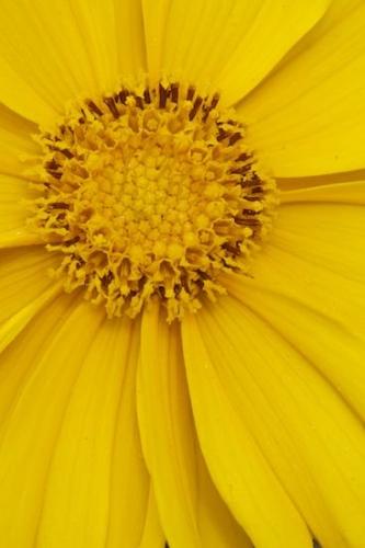 Petals;Vertical;Flowers;Bloom;Blossom;Coreopsis;Orange;Flower;Flowering;Yellow;Petal