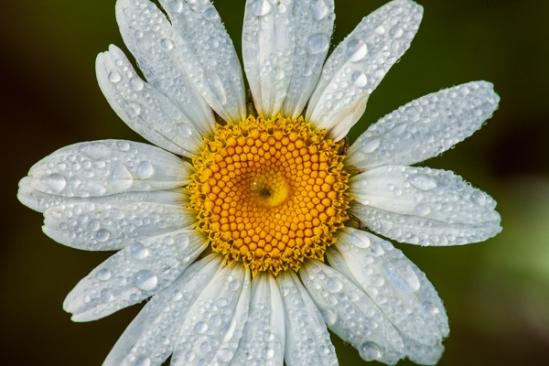Bloom;Blossom;Blossoms;Botanical;Bud;Calm;Close-up;Dew;Droplets;Drops;Floral;Floweret;Flowering;Flowers;Flowers & Plants;Gold;Healing;Health care;Healthcare;Macro;Minimalism;Nature;Pastoral;Petal;Petals;Water;Water Drops;Yellow;bloom;botanicals;dew;dew drops;dewy;drop;droplet;flora;floral;flower;green;oneness;orange;peaceful;plant;plants;restful;serene;soothing;tranquil;wildflower;zen