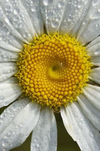 Petal;Flora;floral;dew drops;water;droplet;Flower;drops;dewy;dew;Flowering;Wildflower;Petals;Bloom;Blossom;drop;Flowers