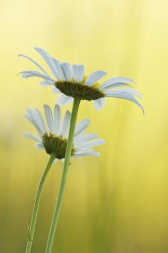 White;Yellow;Petal;Daisy;Flower;Flowers;Petals;Bloom;Green;Outdoor;Daisies;Blossom;stems;Flowering;floral;Vertical;Close-up;Flora