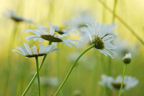 bud;Daisies;floral;Flora;Outdoor;Close-up;Flowers;Blossom;stems;Petal;Petals;Bloom;Yellow;Daisy;Flowering;Green;Flower;Horizontal;White