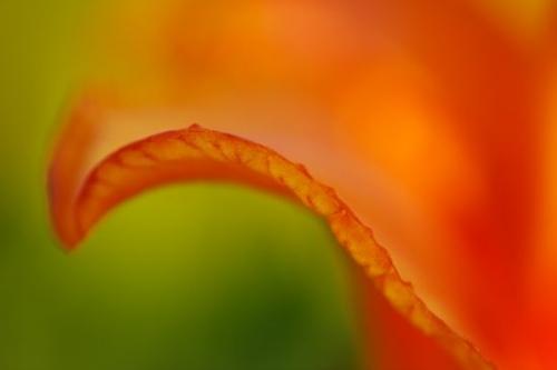 Daylily;Flora;floral;Bloom;Flowering;Abstract;Flowers;Petal;Close-up;Green;Abstracts;Orange;Patterns;Lily;Abstraction;Red;Flower;Gold;Yellow;Petals