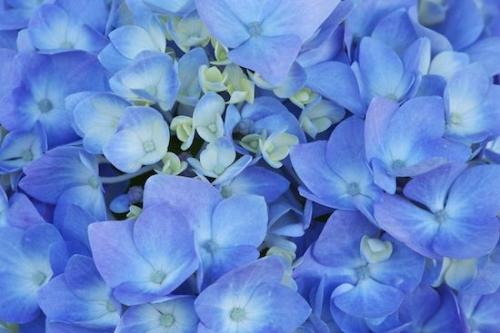 Petal;Blossom;Blue;Pink;Hydrangea;Abstract;Petals;Bloom;Flower;Flowers;Flowering;Lavender