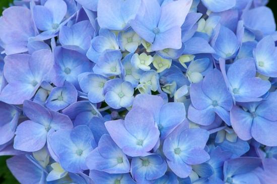 Abstract;Abstraction;Abstractions;Bloom;Blossom;Blossoms;Blue;Blues;Botanical;Calm;Close-up;Cool Colors;Cool Palette;Cool Tones;Floral;Floweret;Flowering;Flowers;Healing;Health care;Healthcare;Hydrangea;Lavender;Line;Macro;Nature;Pastoral;Petal;Petals;Pink;Shape;Stock categories;bloom;blue;botanicals;color;flora;floral;flower;garden;magenta;oneness;pattern;peaceful;plants;purple;restful;serene;soothing;tranquil;zen