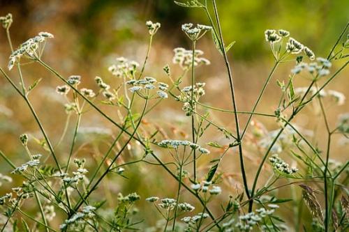 Bloom;Blossom;Blossoms;Field Hedge Parsley;Flower;Floweret;Flowering;Flowers;Green;Plant;Plants;Torilus arvensis;White;bloom;botanical;botanicals;botany;flora;floral;greenery