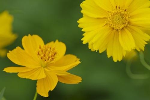 Blossom;stem;Pistil;Flowers;Flower;Coreopsis;Petal;Wildflower;Flowering;Gold;floral;Orange;Stamen;Close-up;Yellow;Green;Petals;Cosmos;Bloom;Flora