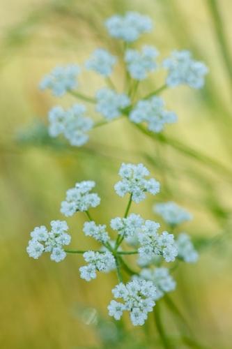 Bloom;Blossom;Blossoms;Botanical;Bud;Calm;Close-up;Dew;Droplets;Drops;Field Hedge Parsley;Floral;Floweret;Flowering;Flowers;Flowers & Plants;Healing;Health care;Healthcare;Macro;Nature;Pastoral;Petal;Sunlight;Sunshine;Torilus arvensis;Warm Colors;Warm Palette;Warm Tones;Water;Water Drops;White;Yellow;bloom;botanicals;botany;color;dew;dew drops;dewy;drop;droplet;flora;floral;flower;green;greenery;oneness;peaceful;plant;plants;restful;serene;soothing;sunlit;tranquil;wildflower;yellow;zen