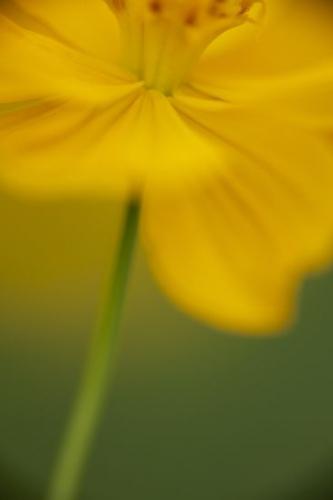 Petals;floral;Blossom;Pistil;Wildflower;Bloom;Flower;Green;Flowers;Cosmos;Stamen;stem;Gold;Close-up;Flowering;Orange;Flora;Petal