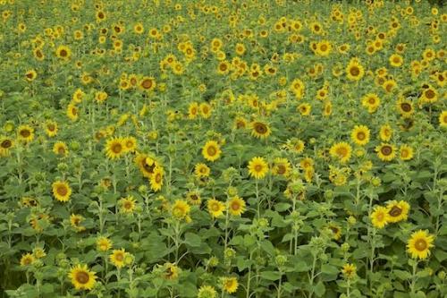 Petals;Botanical;Flower;Green;Blossom;Petal;Plants;Plant;Yellow;Bloom;Flowers;Flowering;Sunflower