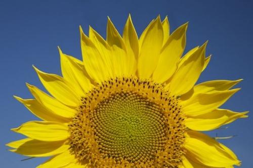 Plants;Plant;Bloom;Flowers;Blue;Petal;Green;Flower;Petals;Blossom;Flowering;Sunflower;Botanical;Sky;Yellow