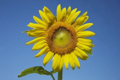 Flowers;Sunflower;Flower;Petals;Botanical;Yellow;Blossom;Plants;Green;Plant;Blue;Bloom;Petal;Flowering;Sky