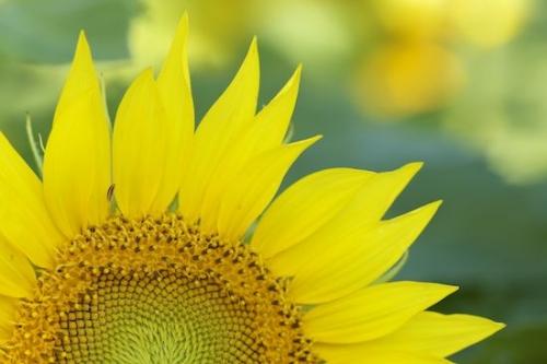 Plant;Plants;Yellow;Blossom;Botanical;Bloom;Flowers;Green;Petal;Petals;Flowering;Sunflower;Close-up;Flower