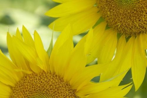 Yellow;Blossom;Green;Botanical;Flowers;Petal;Sunflower;Plant;Bloom;Close-up;Flowering;Plants;Petals;Flower